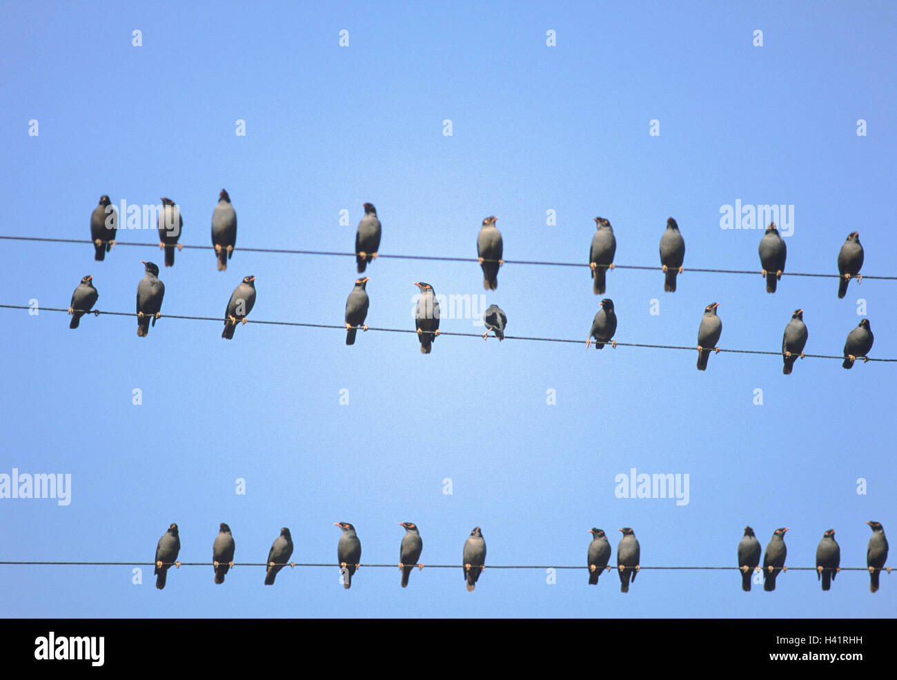A  flock of Bank myna (Acridotheres ginginianus), on telegraph wires, Bharatpur town, Rajasthan, India Stock Photo