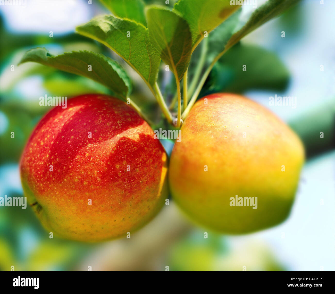 Apple-tree, branch, detail, apples 'Jonah's gold', tree, fruit-tree, fruits, pomes, fruit, winter apples, Malus spec., apple sort, maturation, mature, healthy, nutrition, healthy, rich in vitamins, fruit cultivation, plantation, fruit plantation, apple pl Stock Photo