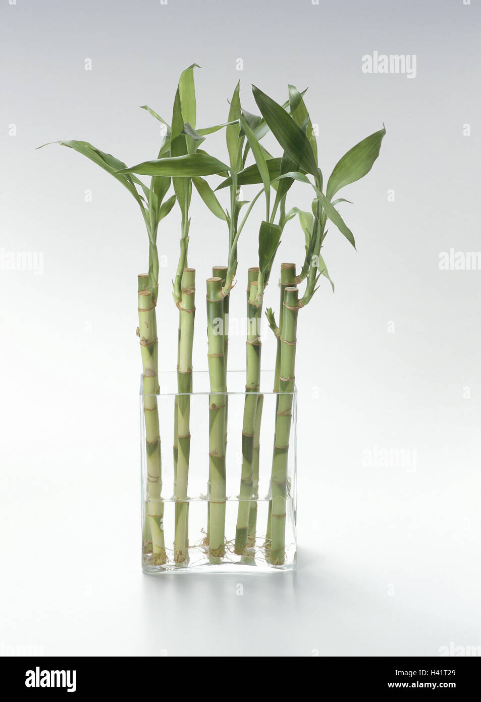 Vase Luck Bamboo Just Glass Glass Vase Dracaena Fragrans