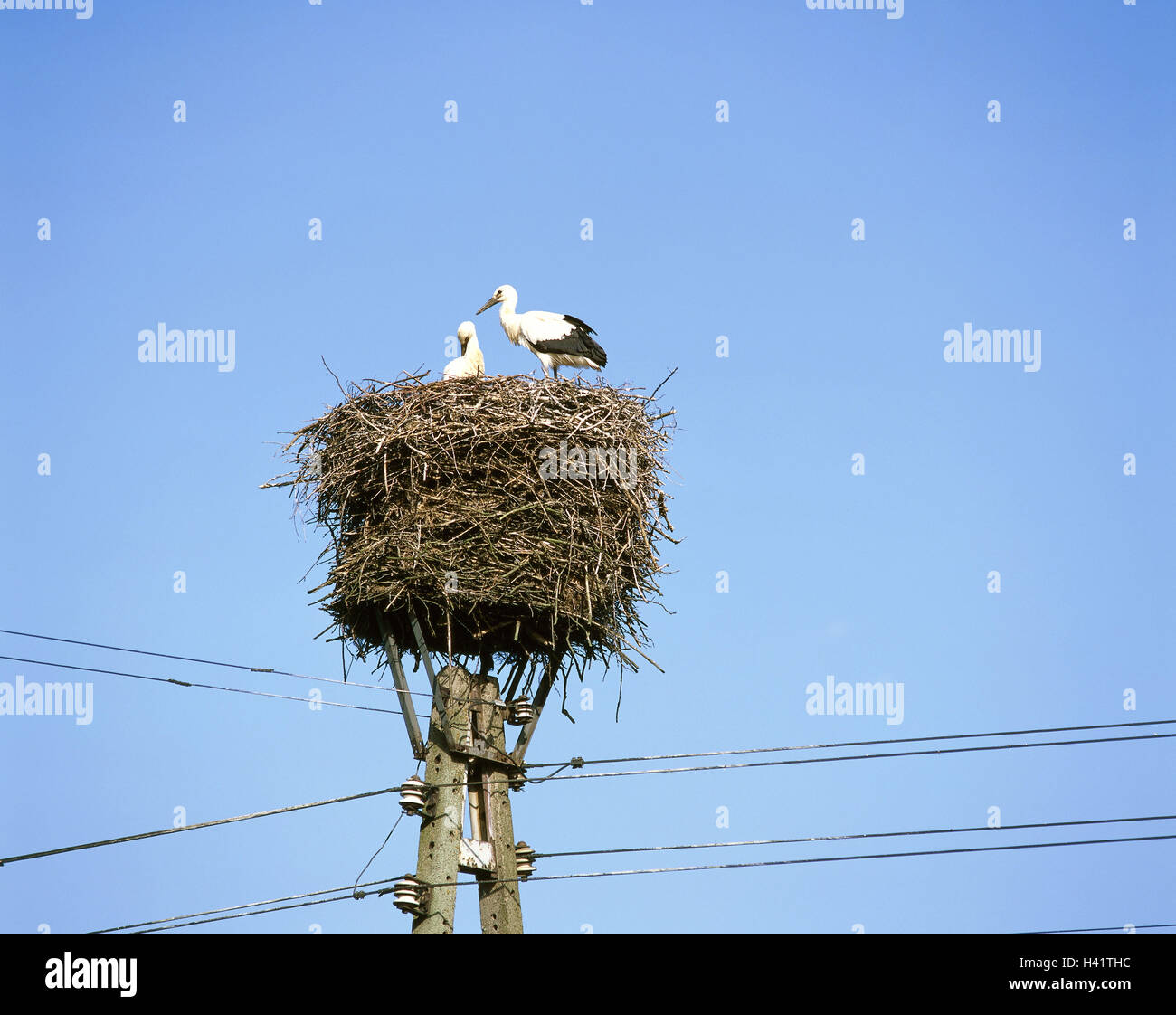 poland-elbag-phone-masts-stork-s-nest-storks-ciconia-ciconia