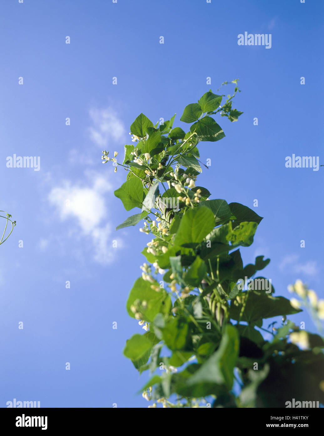 Growing Stick Vegetable-growing, stick beans, Phaseolus vulgaris, blossoms ...