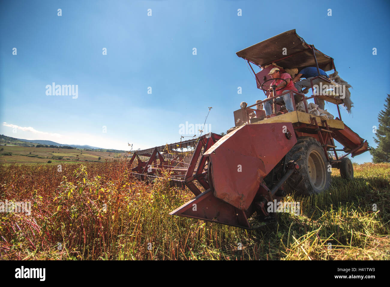 Two men harvesting buckwheat crop Stock Photo Alamy