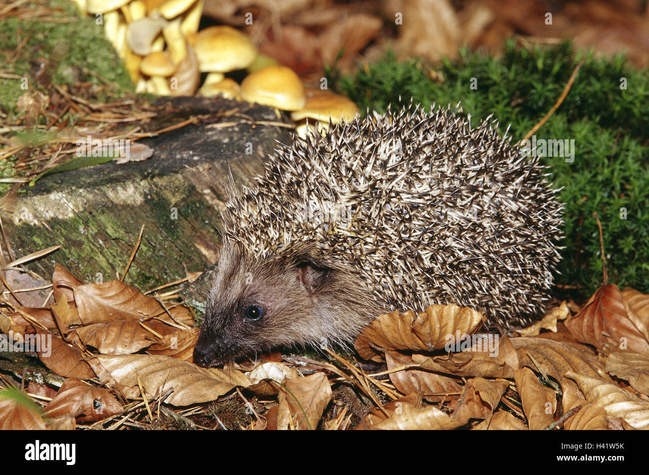 Forest floor, European hedgehog, young animal, Erinaceus europaeus, lining search animals, animal, mammals, mammal, Erinaceidae, insectivore, nocturnal, wood, foliage, leaves, autumn foliage Stock Photo - Alamy Forest floor, European hedgehog, young animal, Erinaceus europaeus, lining search animals, animal, mammals, mammal, Erinaceidae, insectivore, nocturnal, wood, foliage, leaves, autumn foliage Stock Photo - Alamy
