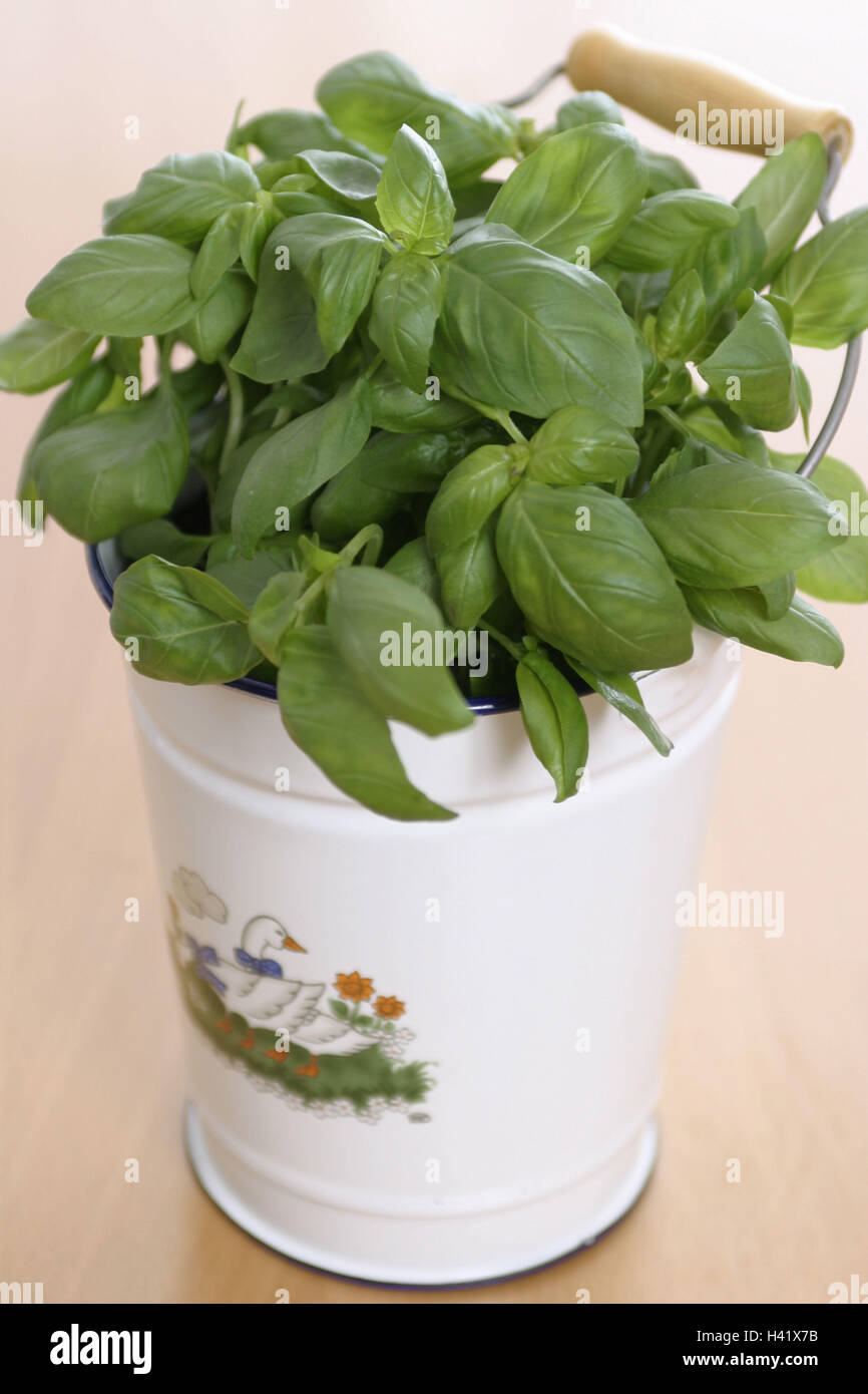 Bucket, basil, Ocimum basilicum little bucket, enamel bucket