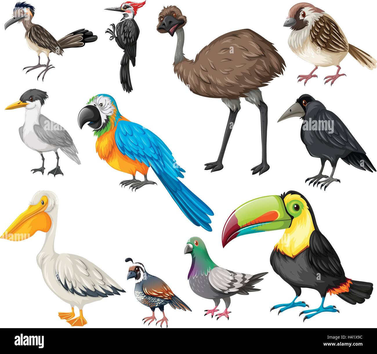 Different types of wild birds illustration Stock Vector ... diagram types of birds 