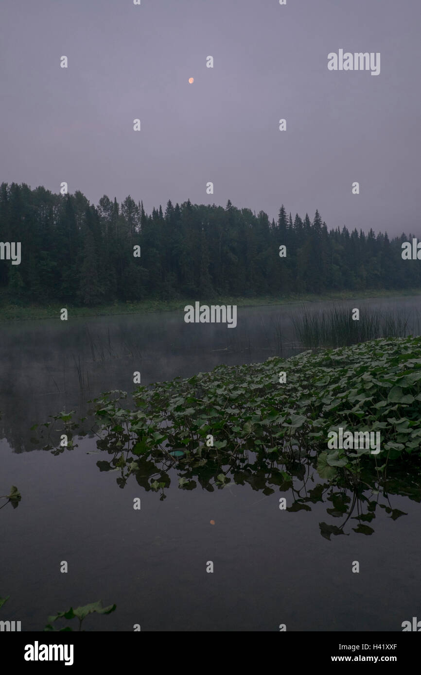 Woods fog mist moon hi-res stock photography and images - Alamy