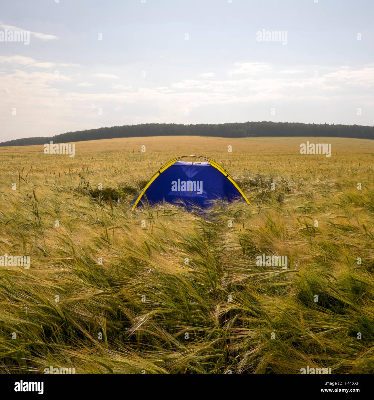 Blue camping tent in field of tall grass Stock Photo