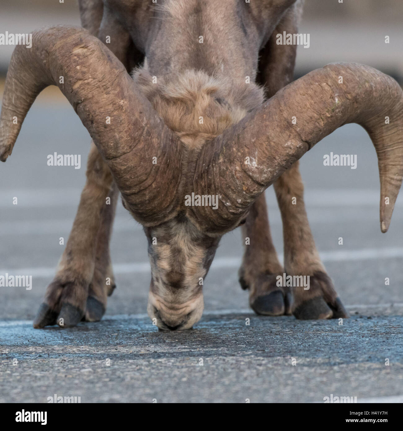 Lick feet hi-res stock photography and images - Alamy