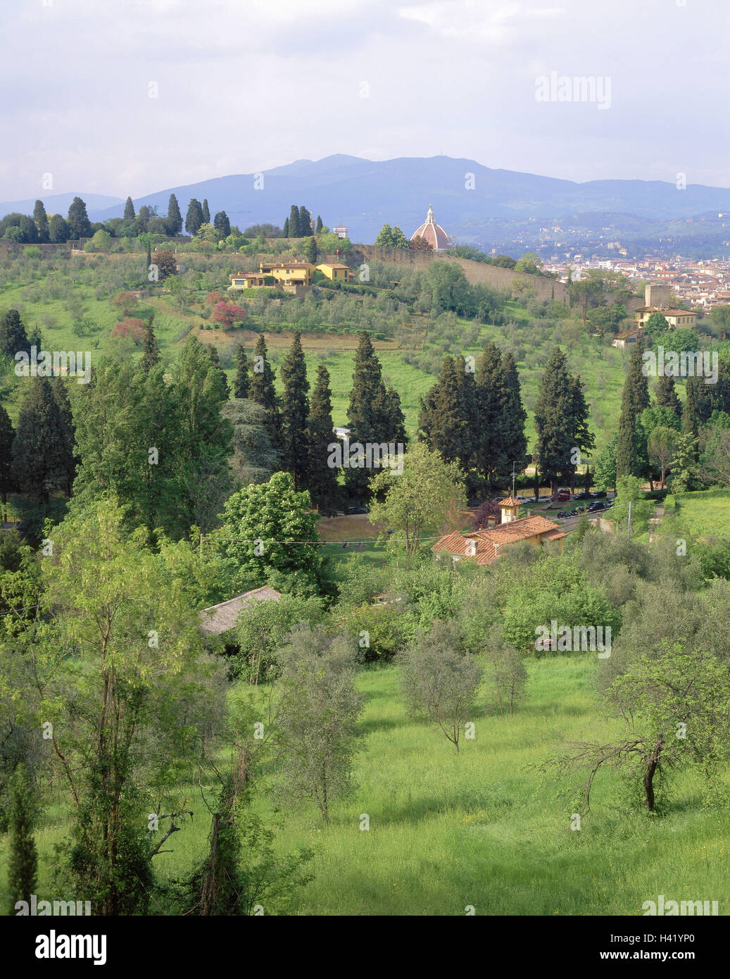 Italy, Tuscany, Florence, Viale Galilei, town view, olive grove, Europe,  Northern Italy, cultural town, town, Firenze, houses, residential houses,  suburb, hill, scenery, olive trees, plants, shrubs, nature, green, summer  Stock Photo -
