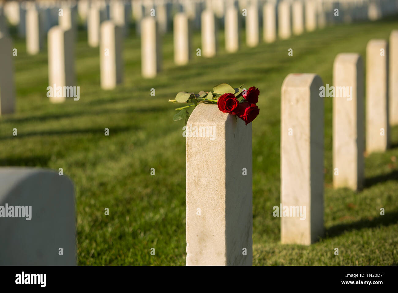 Roses on cemetery gravestone Stock Photo