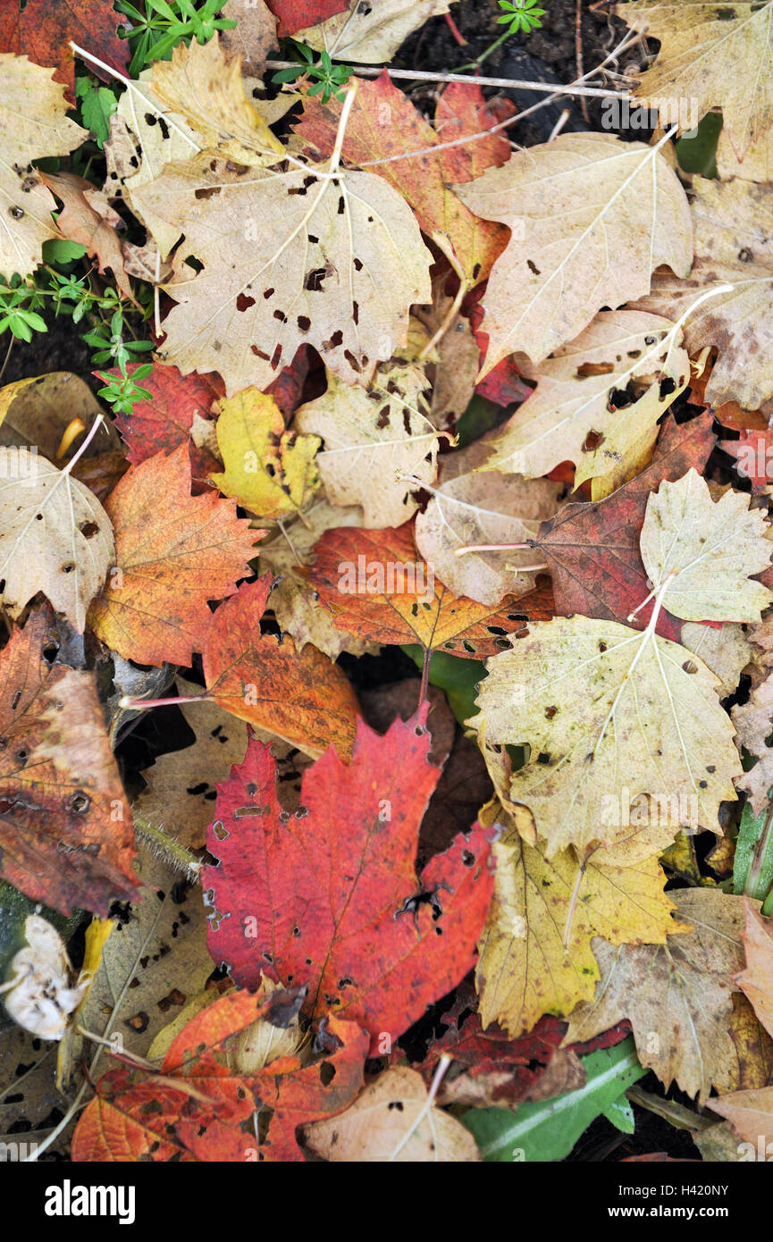Close up of autumn leaves Stock Photo - Alamy