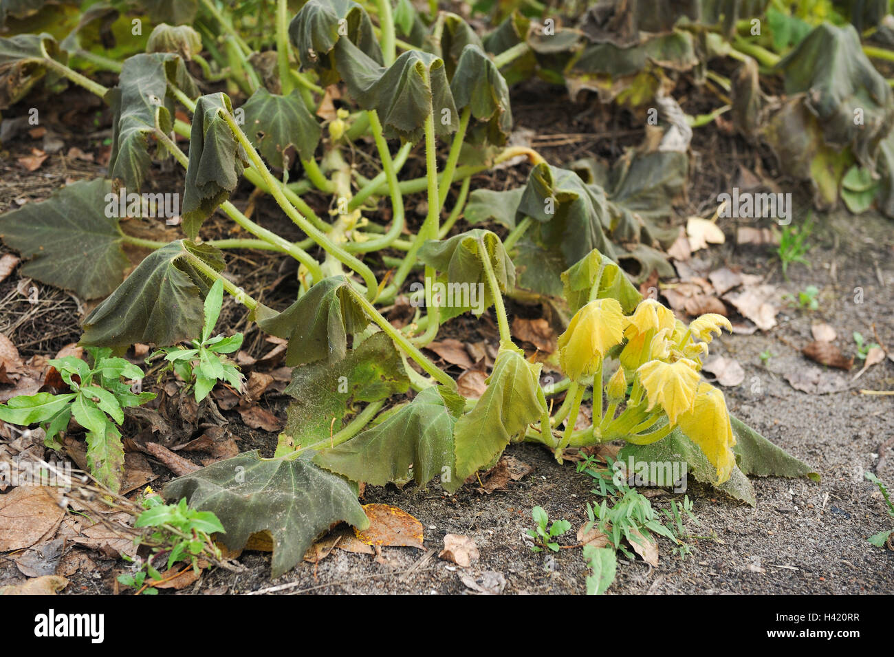 The leaves of the squash after the first frost Stock Photo Alamy