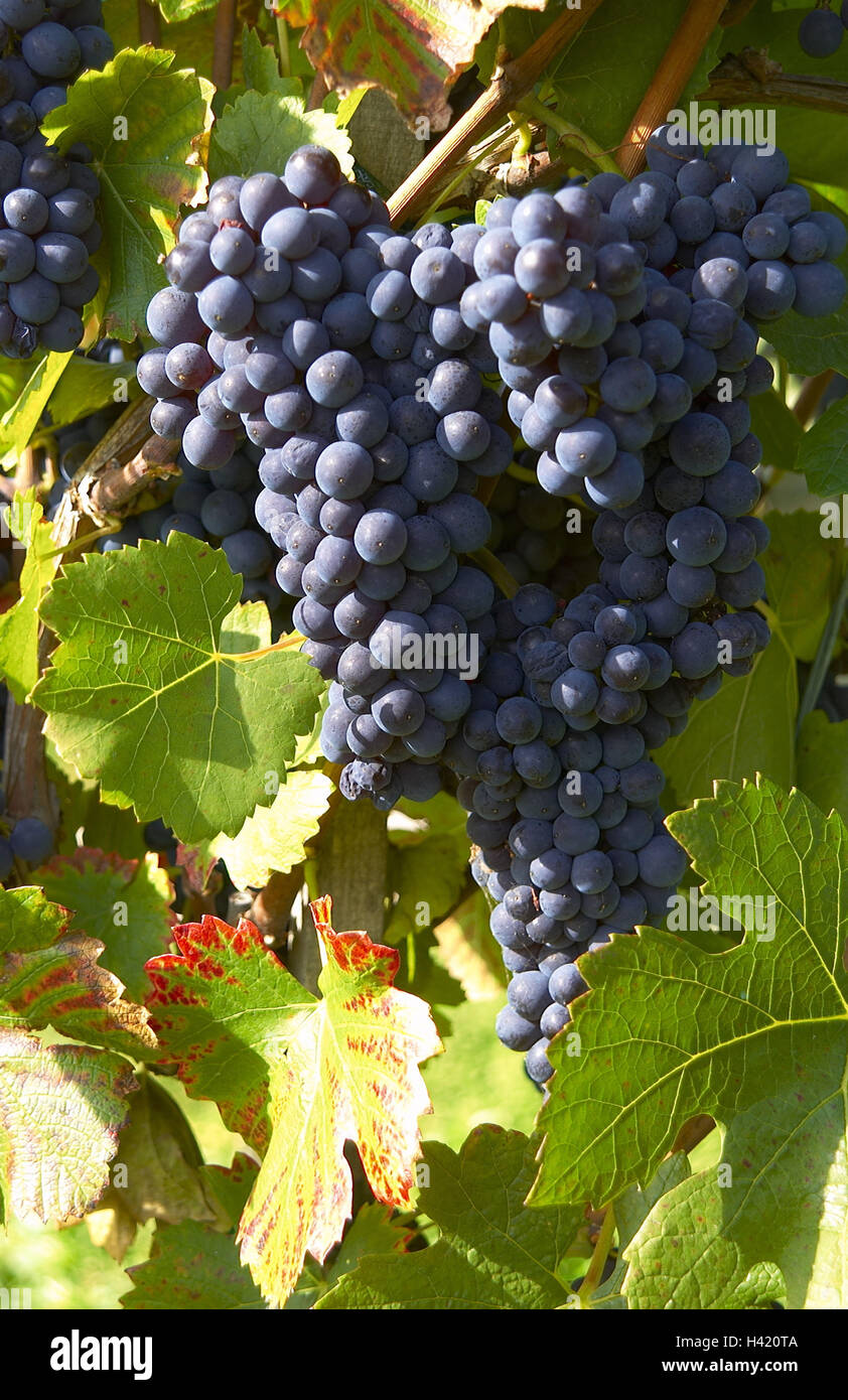 Vine, detail, grapes, winegrowing area, viticulture, winegrowing