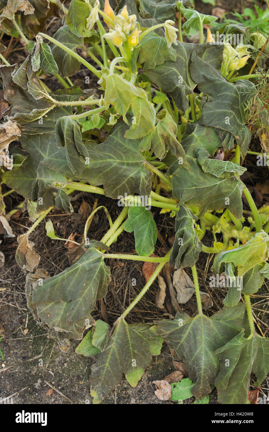 The leaves of the squash after the first frost Stock Photo Alamy