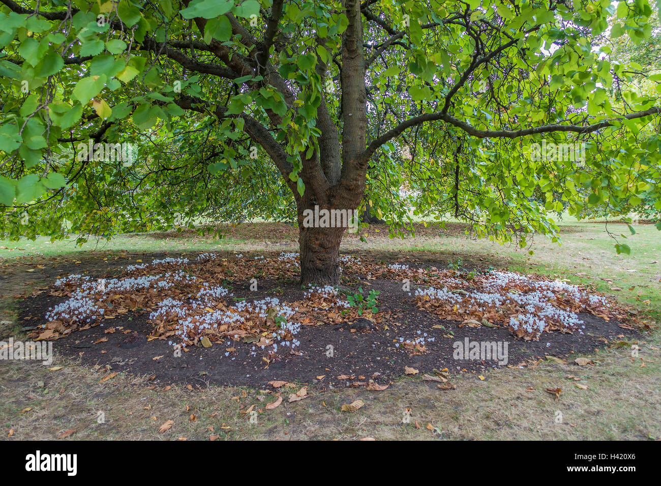 Mulberry Tree under planted with Cyclamen Hederifolium album and Cyclamen Cilicium Lambeth Palace Garden London Stock Photo