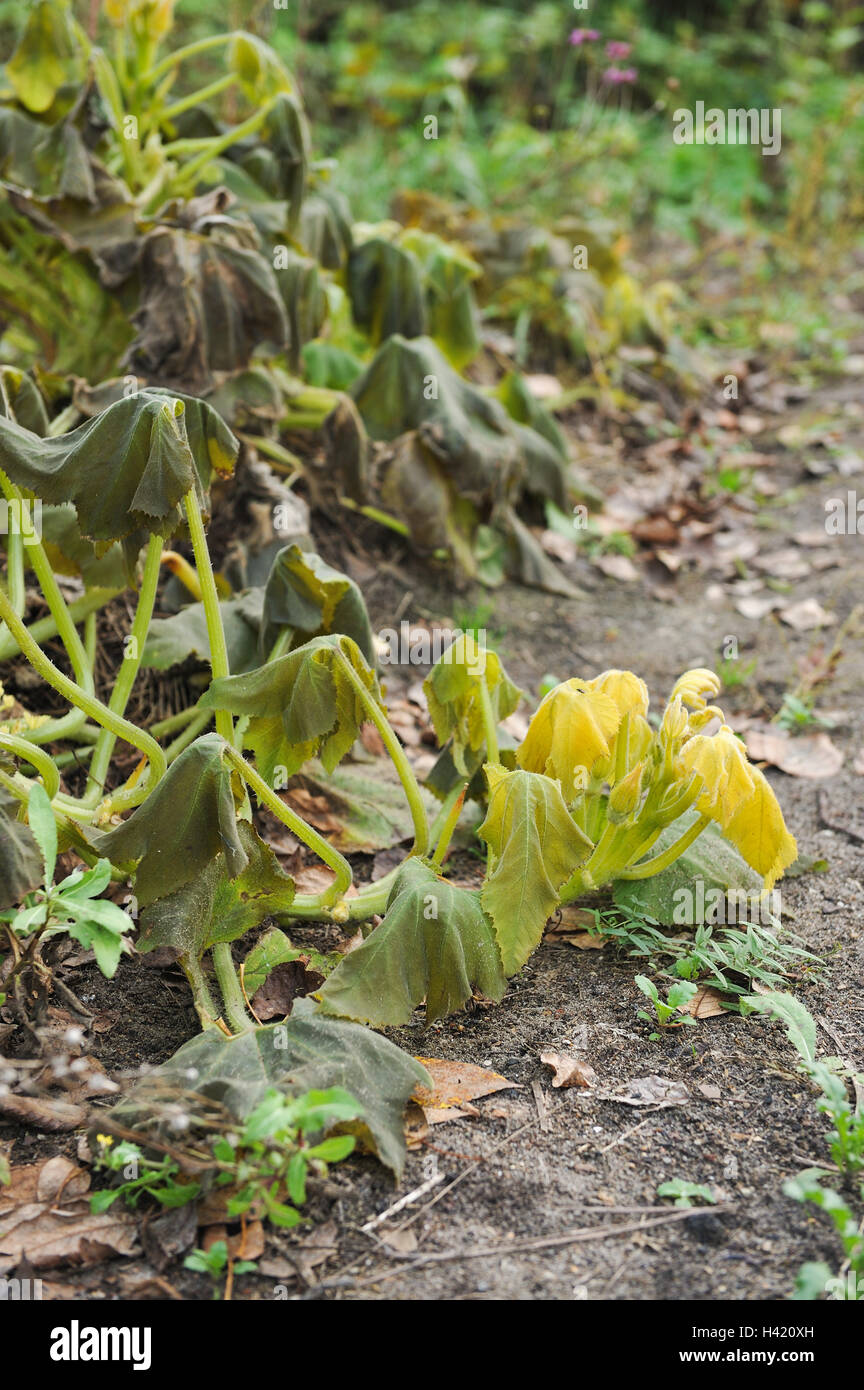 The leaves of the squash after the first frost Stock Photo Alamy
