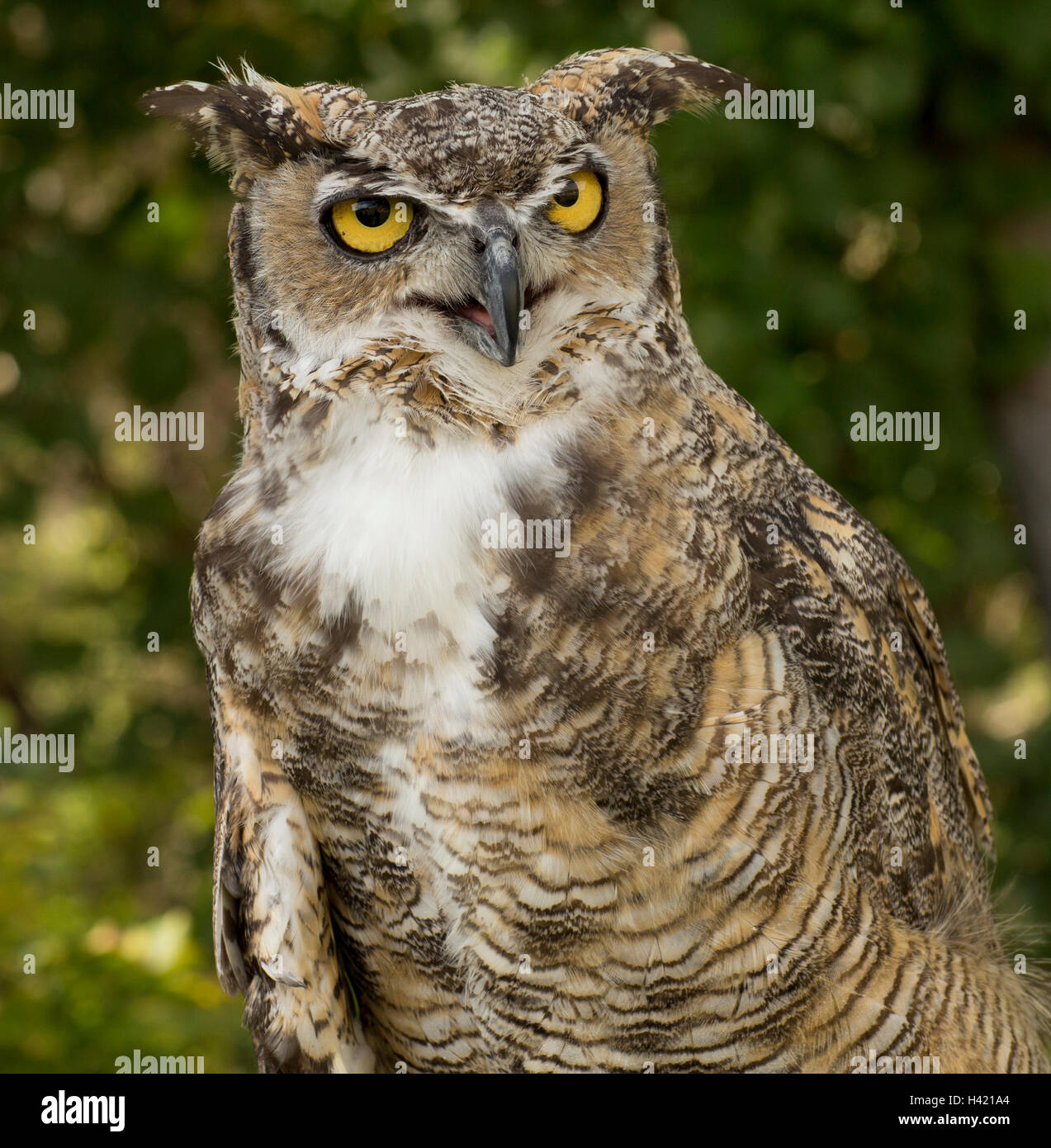 Nice Shot Of An Owl Stock Photo