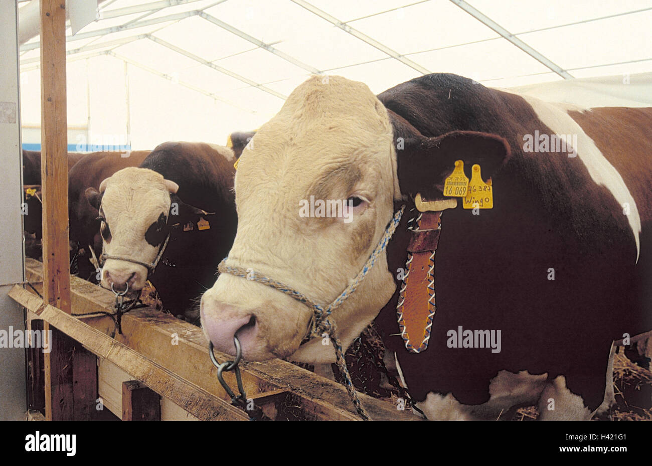Agricultural exhibition, bulls, detail, agriculture, exhibit, breeding