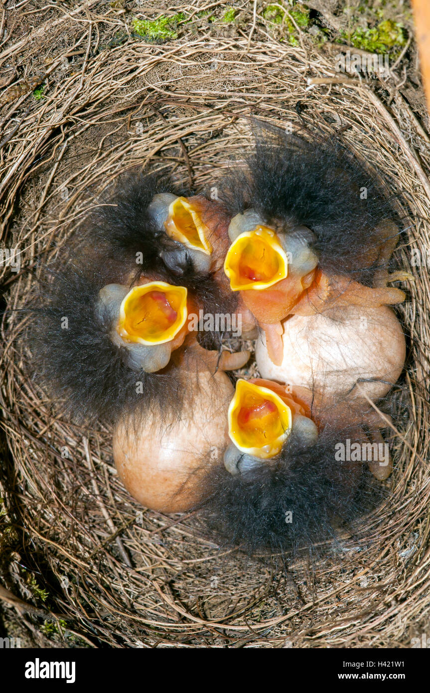 Robins eggs in nest hires stock photography and images Alamy