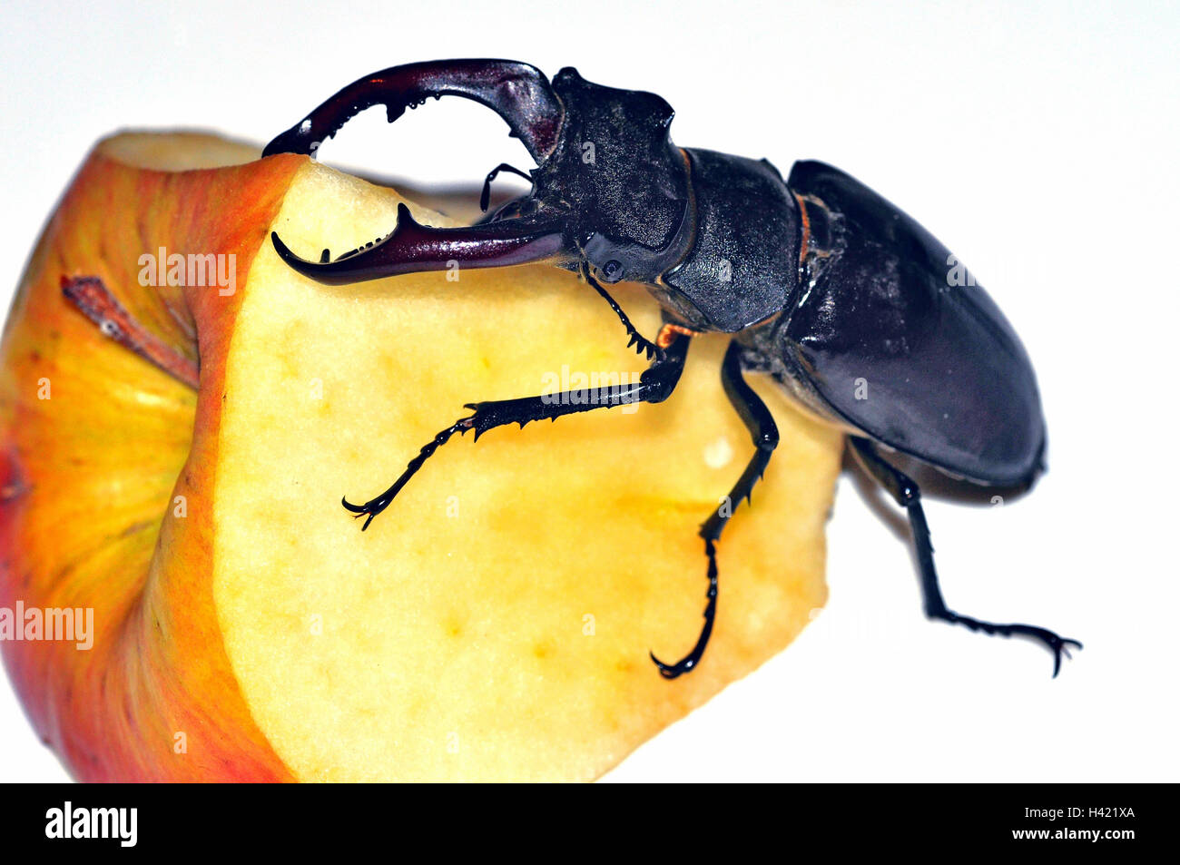 Stag beetle, male feeding on apple. Lucanus cervus in Hampshire England