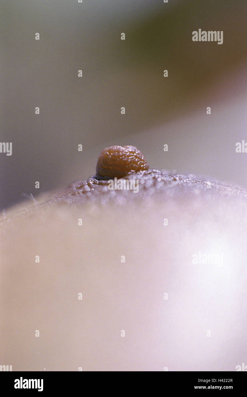 closeup  long female nipples Woman, breast, nipple, close up, very close, bosoms, female, femininity,  nipples, raised, body, stimulus, emotion, reaction, feeling, feeling,  detail, sensitive, femininely, side view Stock Photo - Alamy