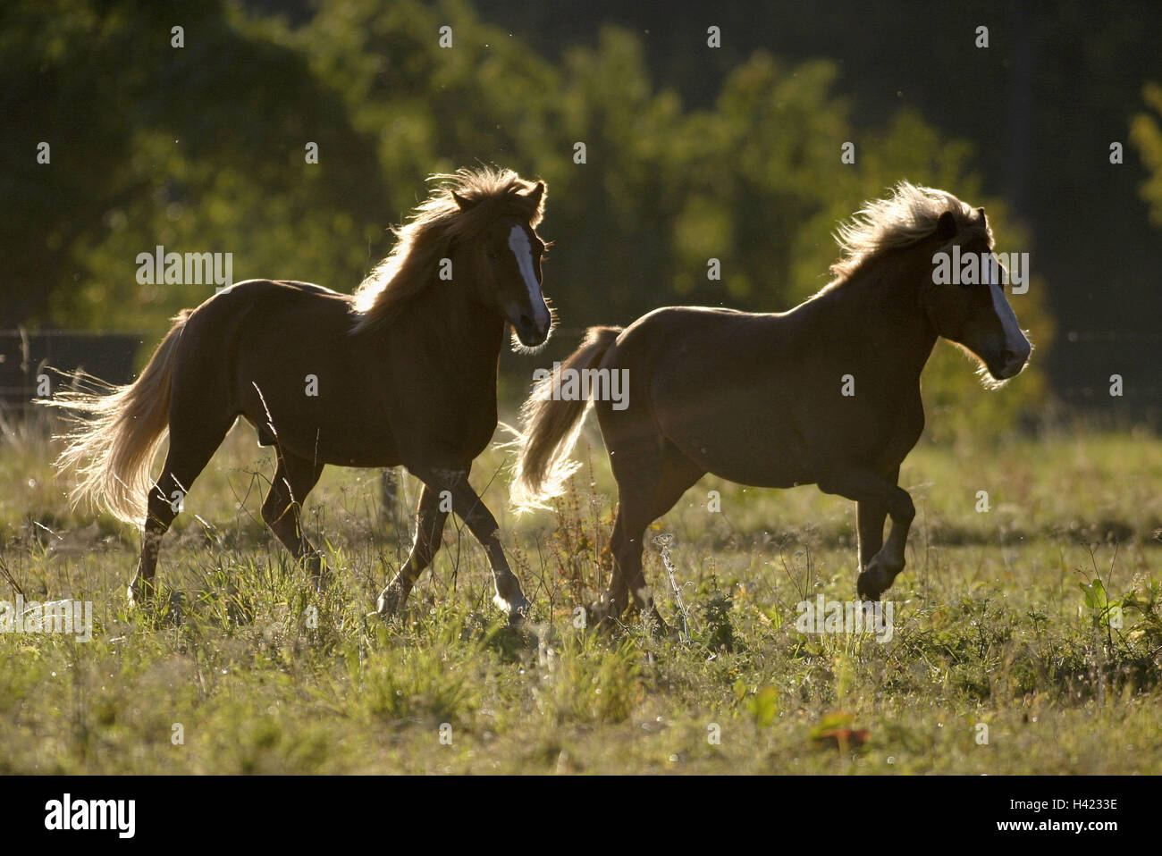Meadow, Iceland horses, run, side view, back light, animals, mammals, uncloven-hoofed animals, horses, riding horses, horse's race, thoroughbred horses, Iceland horses, Icelanders, pasture walk, running into space, motion, horse's position, keeping pets Meadow, Iceland horses, run, side view, back light, animals, mammals, uncloven-hoofed animals, horses, riding horses, horse's race, thoroughbred horses, Iceland horses, Icelanders, pasture walk, running into space, motion, horse's position, keeping pets