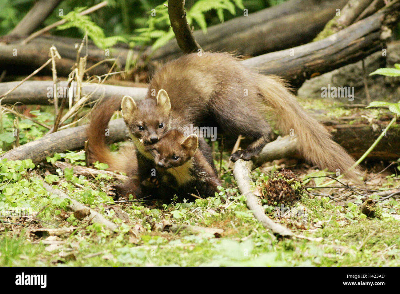 Wood, pine marten, Martes martes, play, animal world, Wildlife, animals, mammals, predators, martens, noble martens, Mating, Mating behaviour, Reproduction, Copulation, Coition, playful Stock Photo - Alamy Wood, pine marten, Martes martes, play, animal world, Wildlife, animals, mammals, predators, martens, noble martens, Mating, Mating behaviour, Reproduction, Copulation, Coition, playful Stock Photo - Alamy