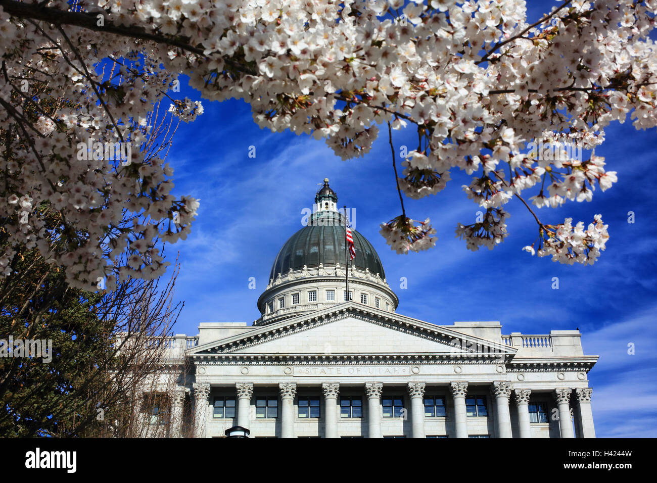 The Utah state capitol building framed by cherry blossoms against a