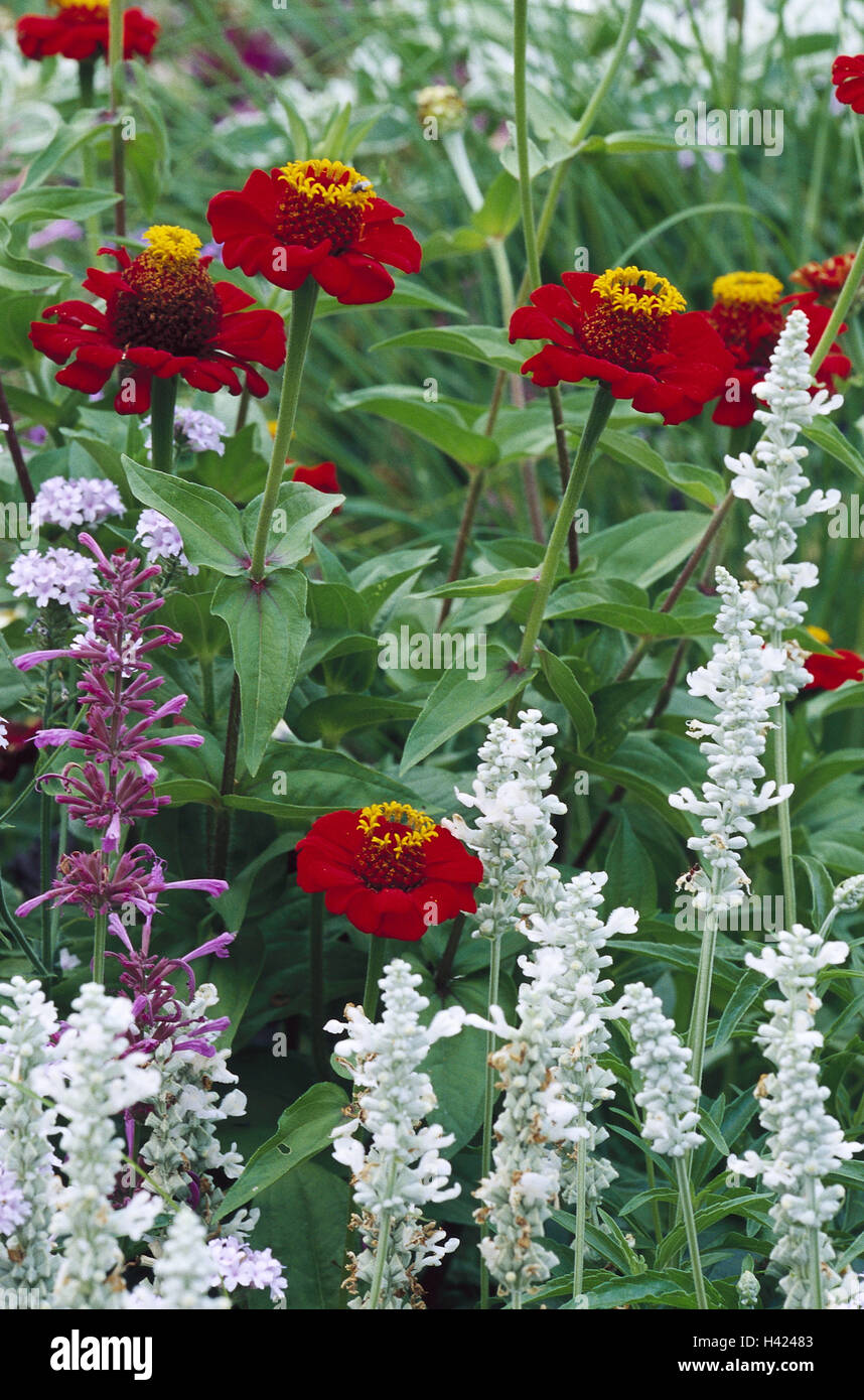 Zinnia, Zinnia elegans, blossoms, red, nature, vegetation, botany, garden, flowerbed, plants, ornamental plant, garden ornamental plant, garden flower, flowers, composites, to flower head, petals, outside Stock Photo