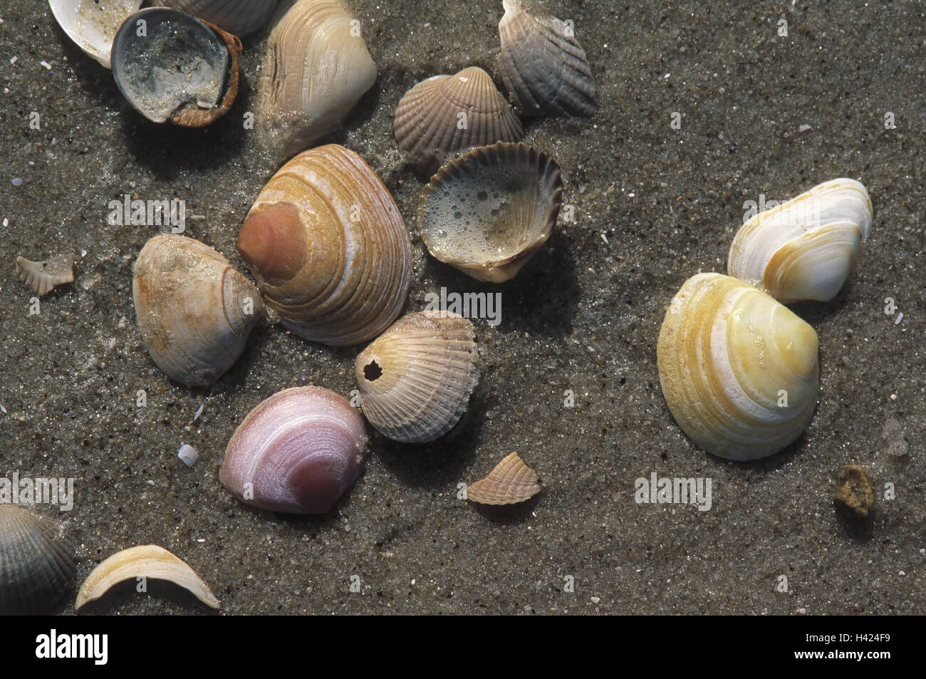 Sandy beach, Sand, cockles, flat mussels, Germany, north frieze country, island, Amrum, mussels, different, Cardium edule, Macoma baltica, Still life, product photography Stock Photo