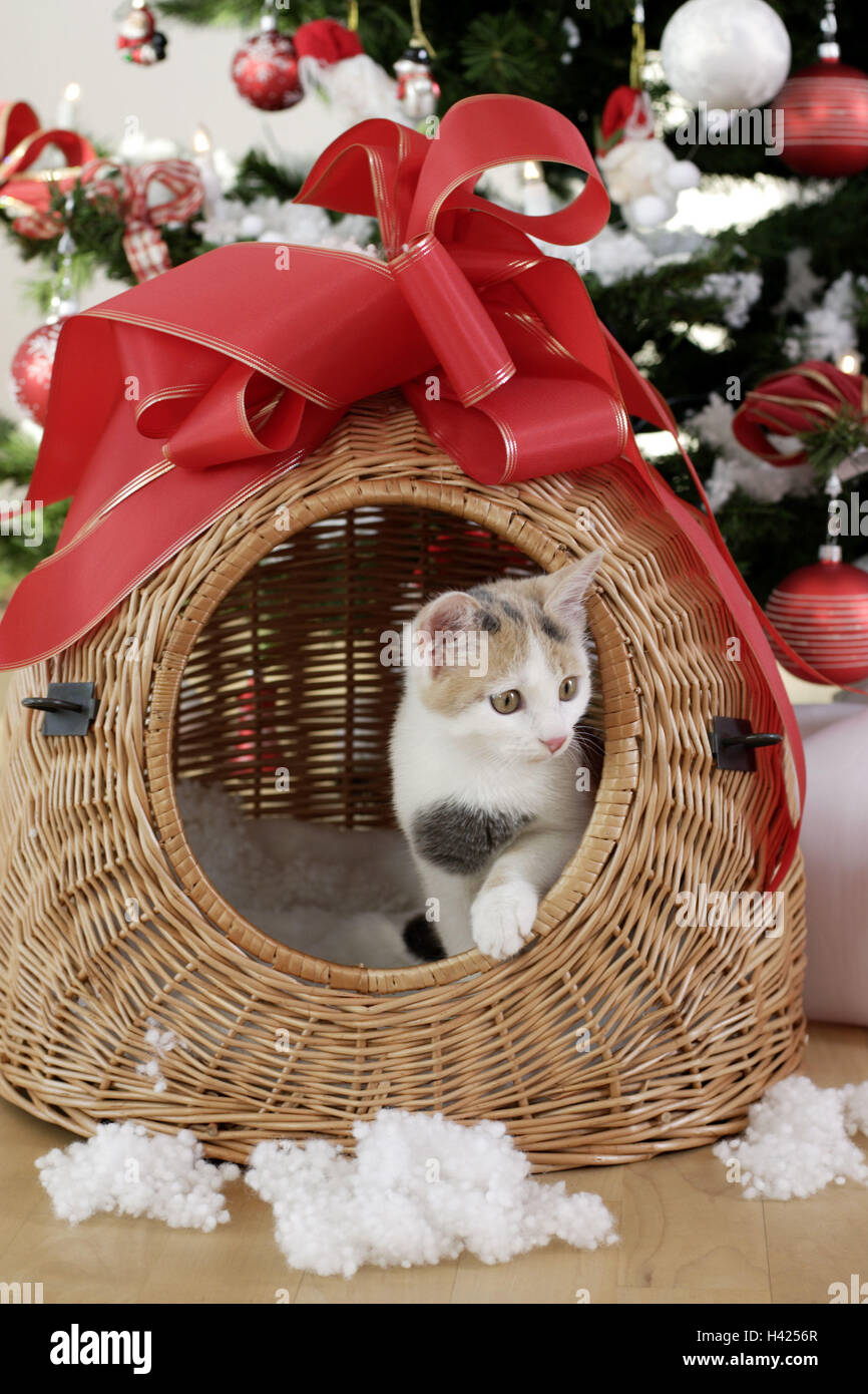 Kitten gift basket cheap