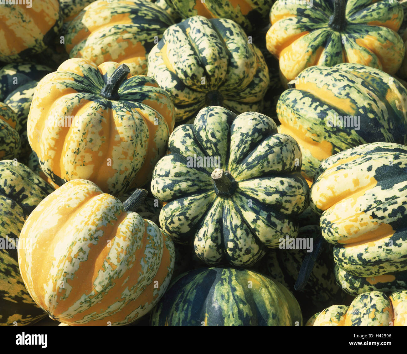 Ornamental pumpkins, ribbed, Still life, vegetables, pumpkins, ornamental pumpkin, Cucurbita, many, bichrome, green yellow, decoration, harvest time, autumn Stock Photo