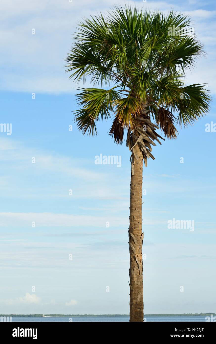 Tall palm tree hires stock photography and images Alamy