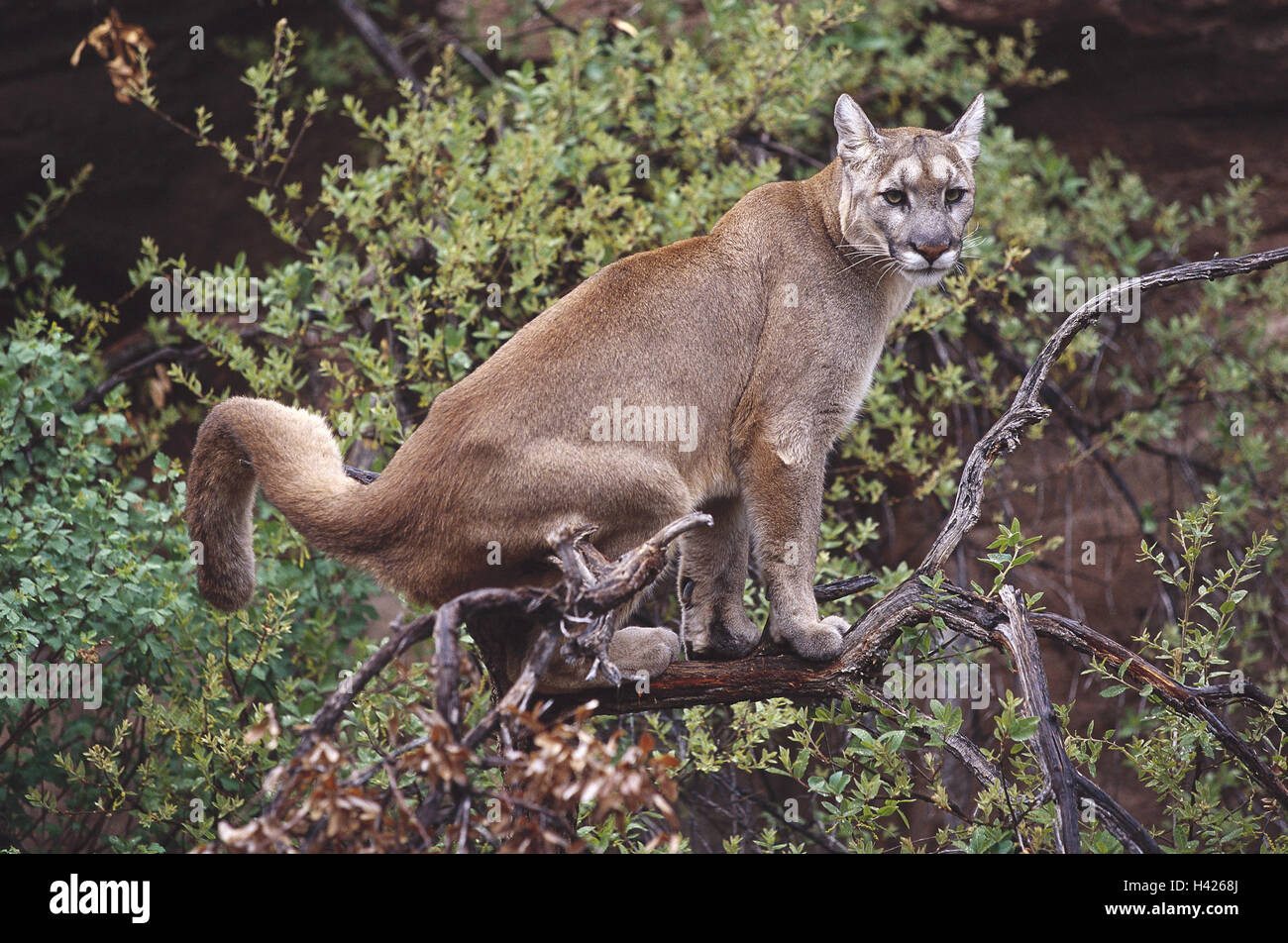 Wood, branch, puma, puma concolor, watchfulness, animal world, wilderness,  Wildlife, animals, animal, mammals, mammal, wild animals, wild animal,  predator, big cat, Felidae, Cougar, Kuguar, mountain lion, silver lion,  Felis concolor, watchfully Stock