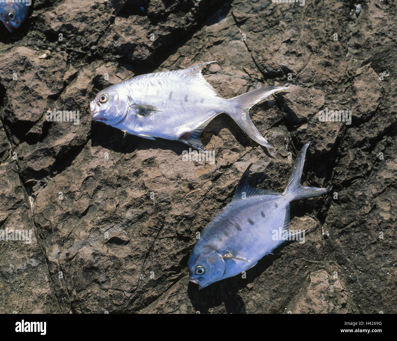 Pampus argenteus hires stock photography and images Alamy