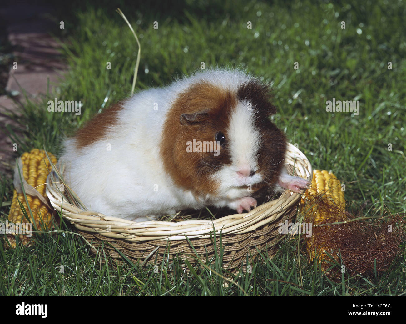 Gnawing animals hi-res stock photography and images - Alamy