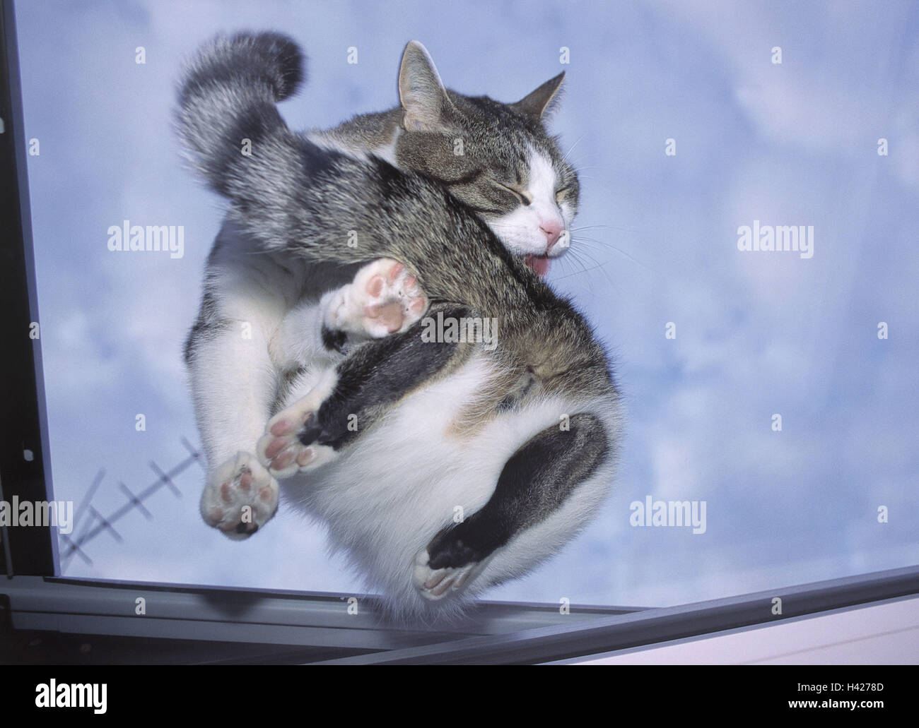 Skylights, cat, fur care, from below, animals, mammals, pets, pet, cats, Felidae, house cat