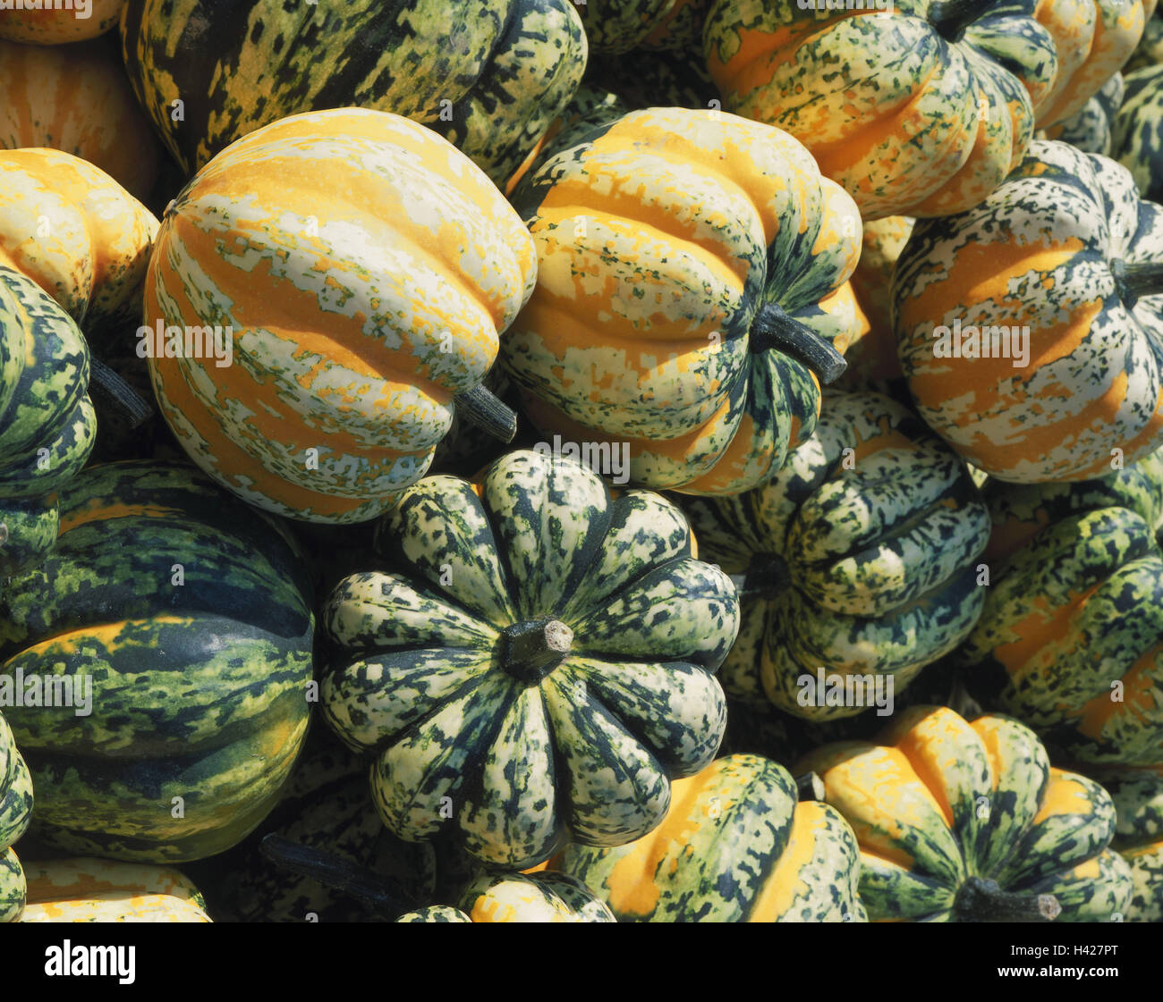 Ornamental pumpkins, chartreuse, ribbed, Still life, vegetables, pumpkins, ornamental pumpkin, Cucurbita, many, bichrome, pumpkin sort 'Carnival', decoration, harvest time, autumn Stock Photo