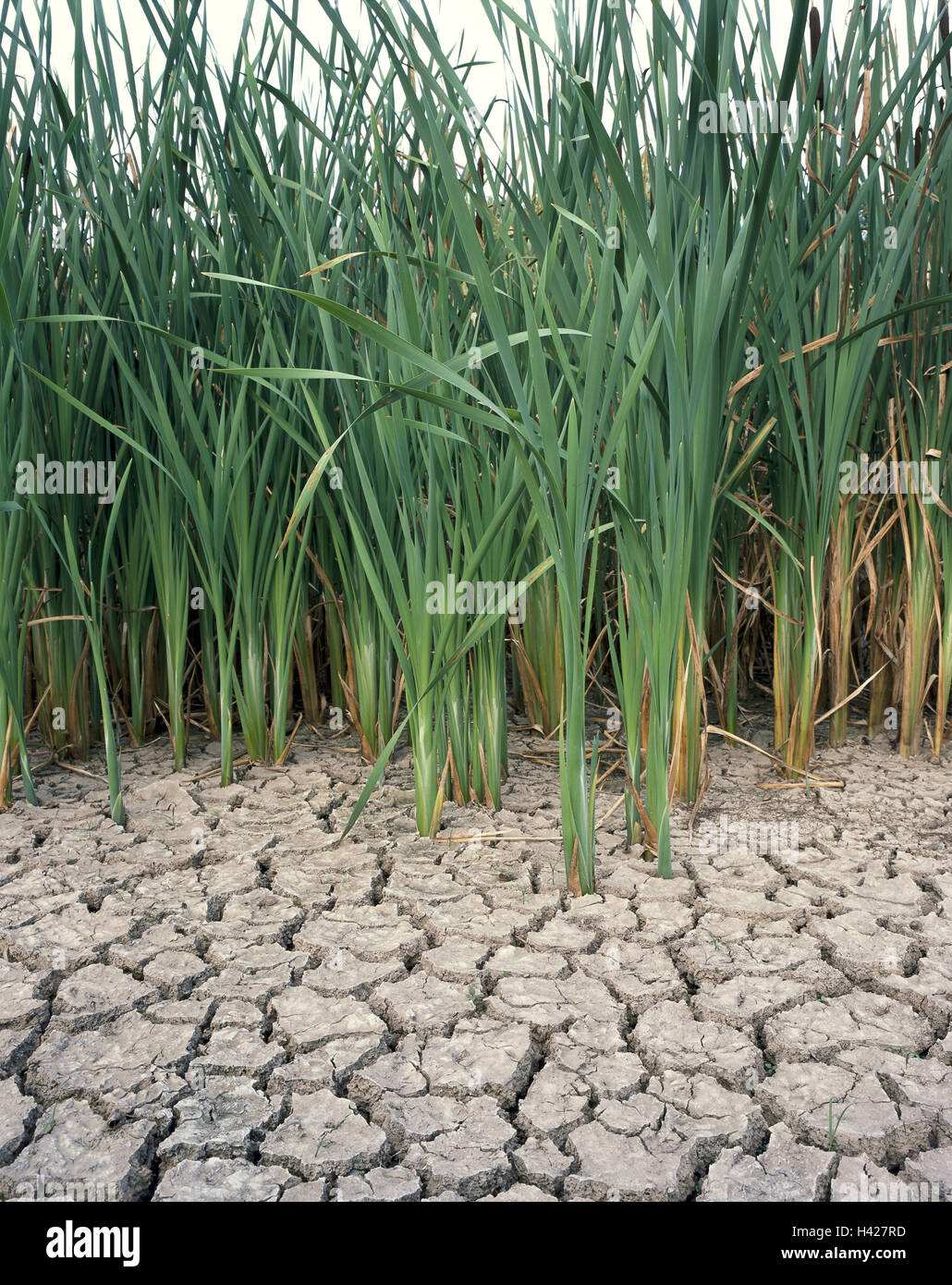 Waters, parched, shore, reed, dryness, dryness, water shortage ground, mud, cracked, fissures, heat fissures, dry fissures, parched, dried up, Verlandung, plants, plants, vegetation, narrow-leafy cat's tail, Typha angustifolia, conception, dry weather, he Stock Photo
