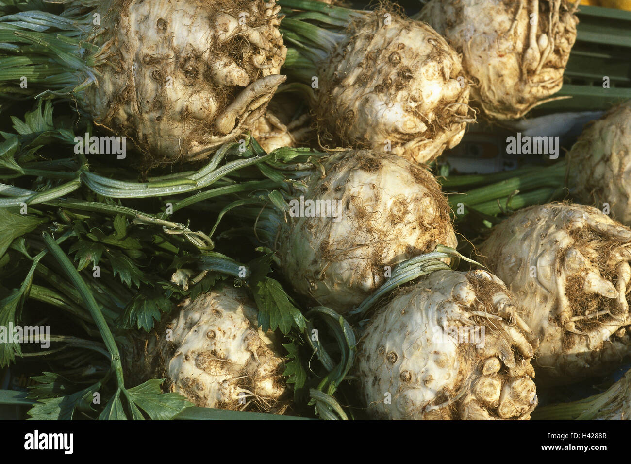 Celery roots, Apium raveolens, vegetables, root vegetables, root celery, celeriac, celery
