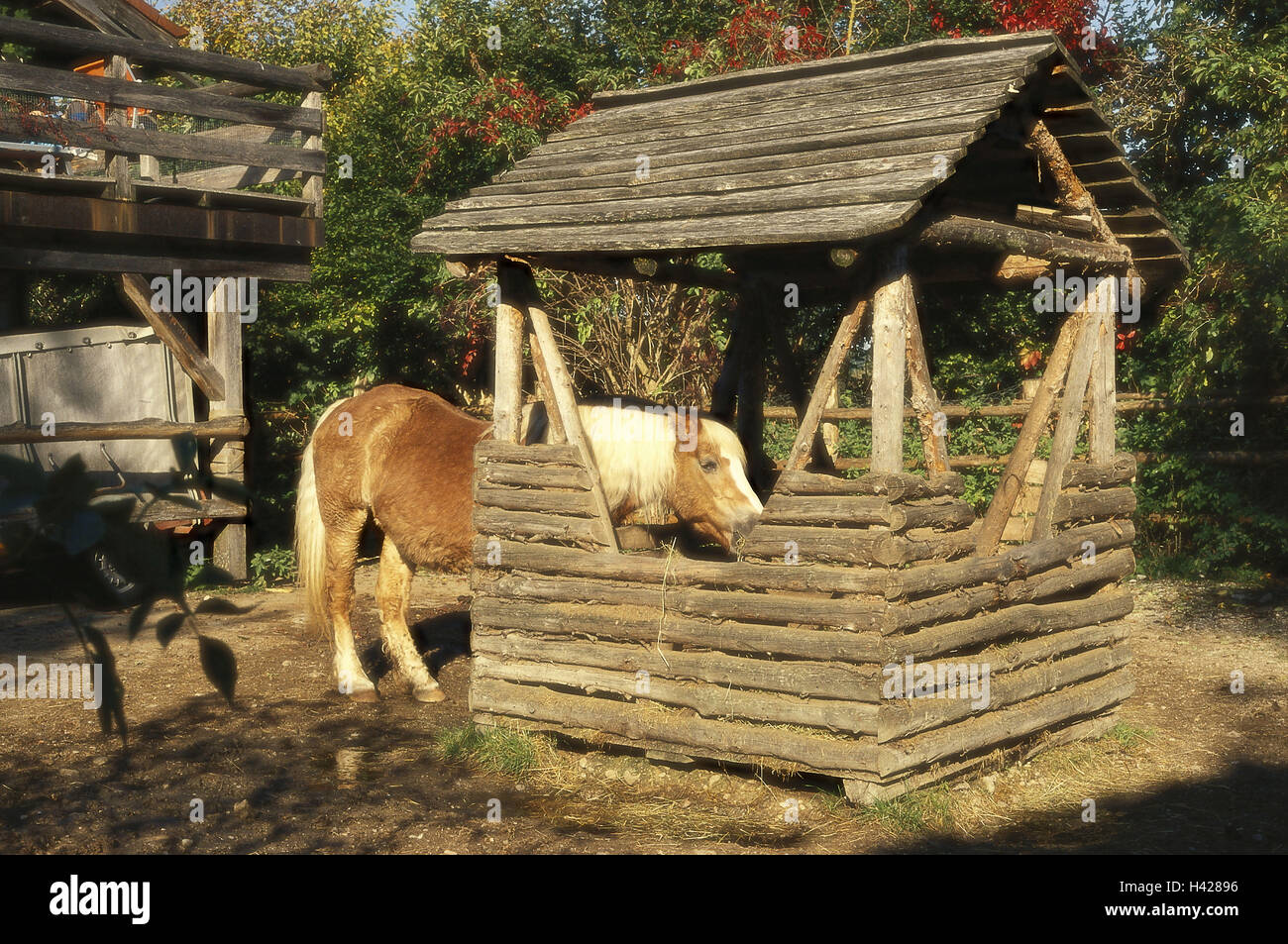 Farm, Haflinger, hayrack, eat,    Paddock, Paddock, horse, horse race, Futterraufe, hay, eating, animal husbandry, appropriate to the species, agriculture, rural, Stock Photo