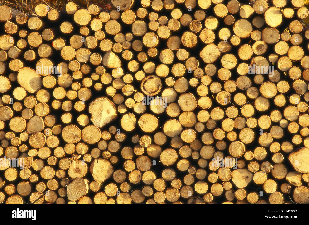 Forestry, tree-trunks, stacked,  Detail, cuts,   Trees, pleased, trunks, storage, symbol, abforsten, forest, concept, wood, firewood, lumber, fuel, storage, wood industry, paper industry, heating, Einheizen, energy supplier, natural, deforestation, cleara Stock Photo