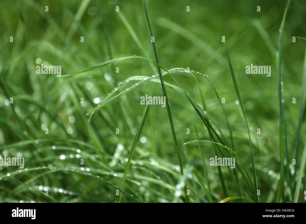 Wet green grass raindrops hi-res stock photography and images - Alamy