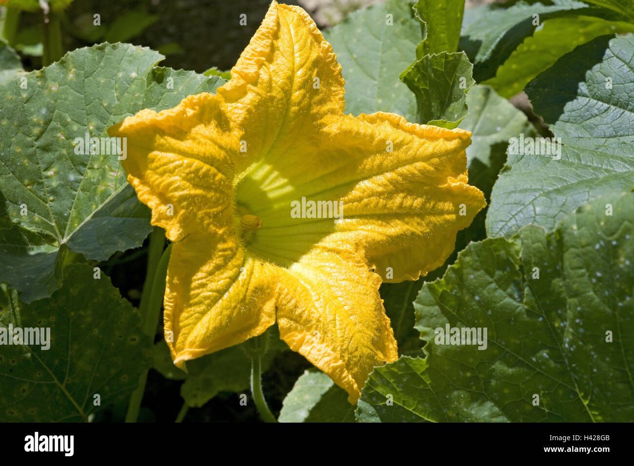 Pumpkin blossom, medium closeup Stock Photo Alamy