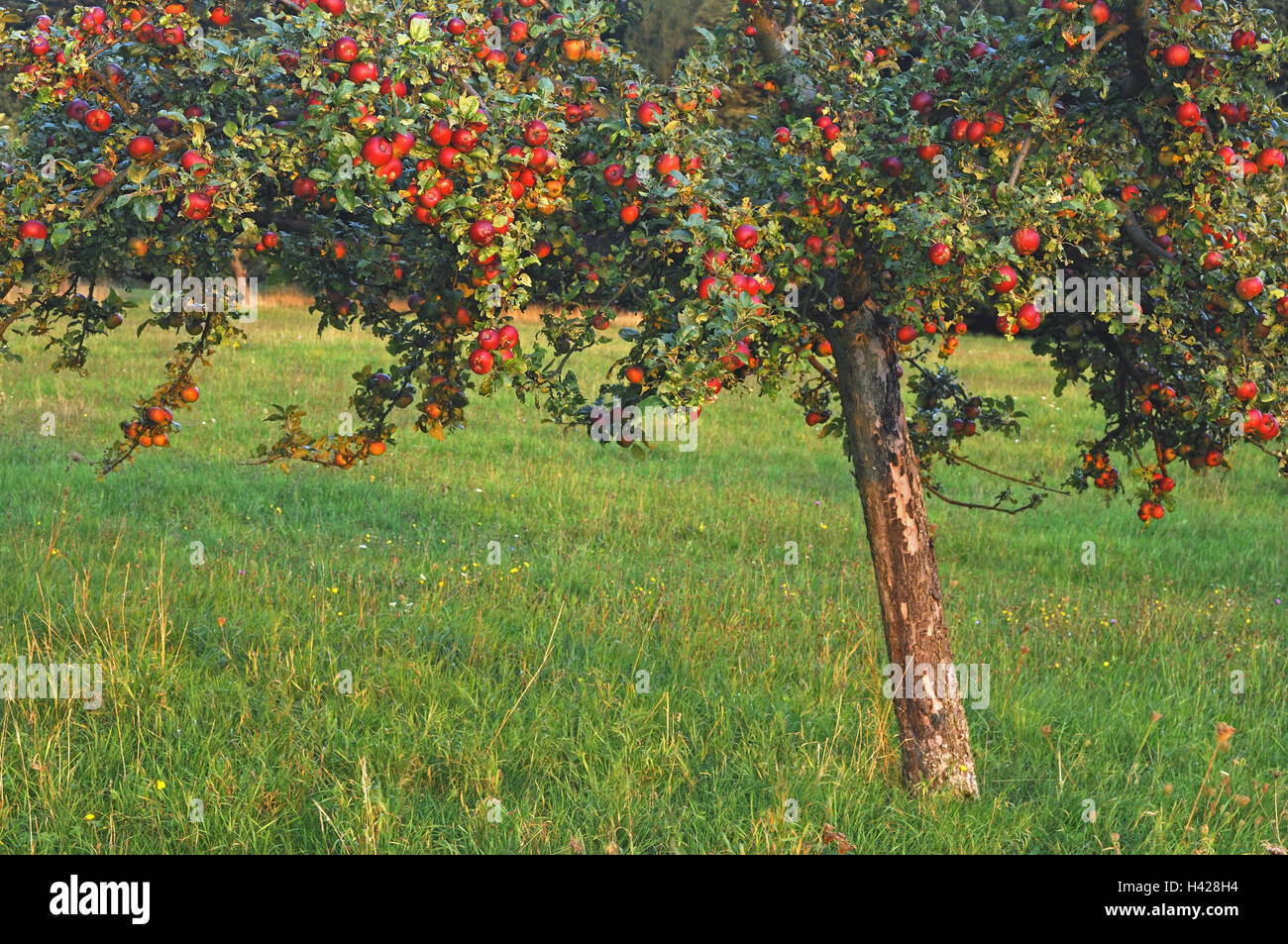 Productive apple tree hi-res stock photography and images - Alamy