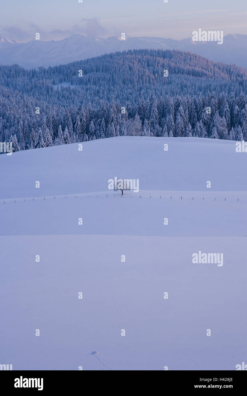 Bregenzer wood hi-res stock photography and images - Alamy