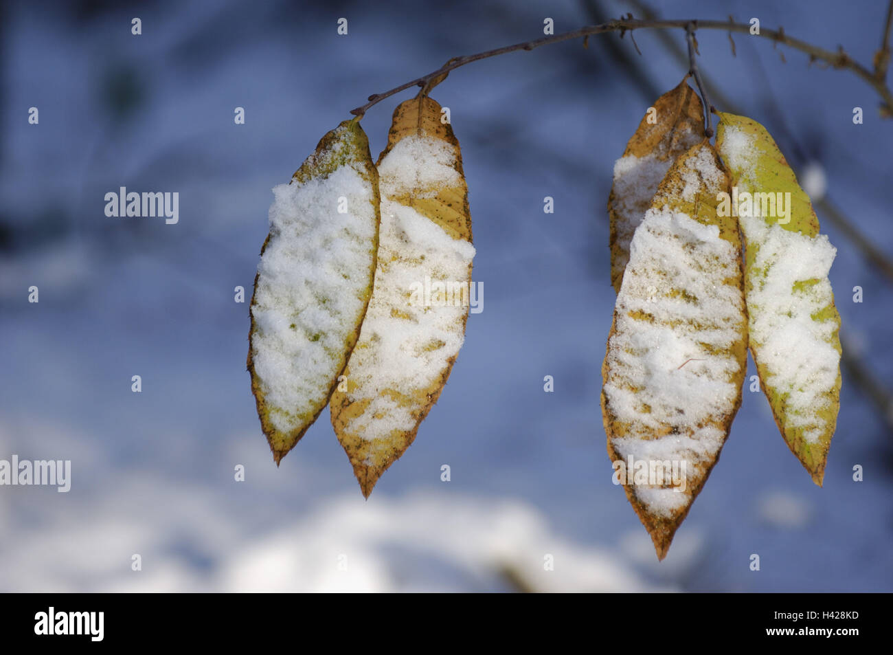 Sweet chestnut, eating chestnut, Castanea sativa, autumn foliage, snow, branch, winter Stock Photo
