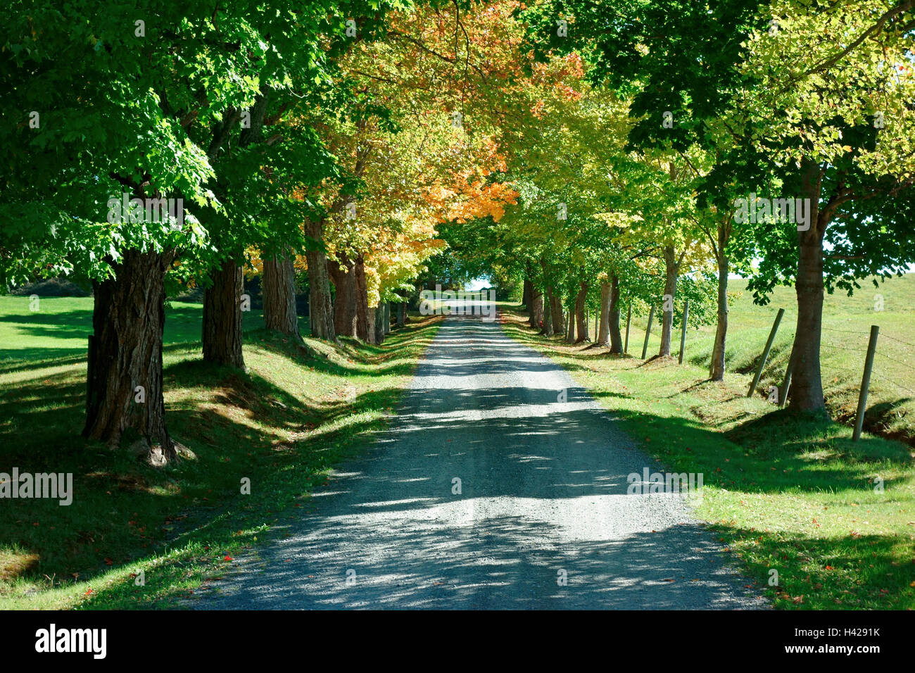 A generic country lane lined with elm and oak trees Stock Photo Alamy