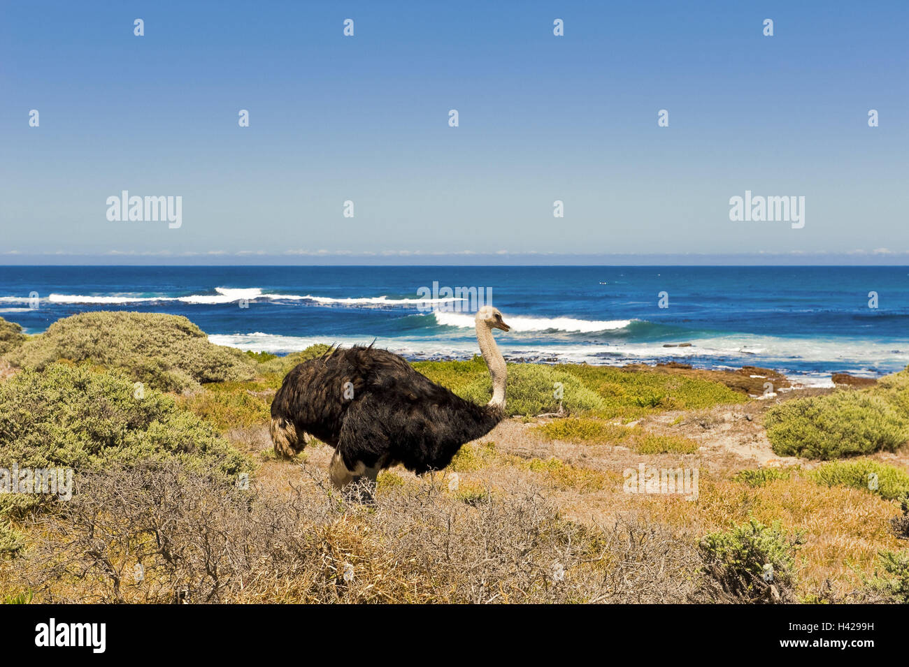 South Africa, Western Cape, Cape of Good Hope Nature Reserve, coast, ostrich, sea, Stock Photo