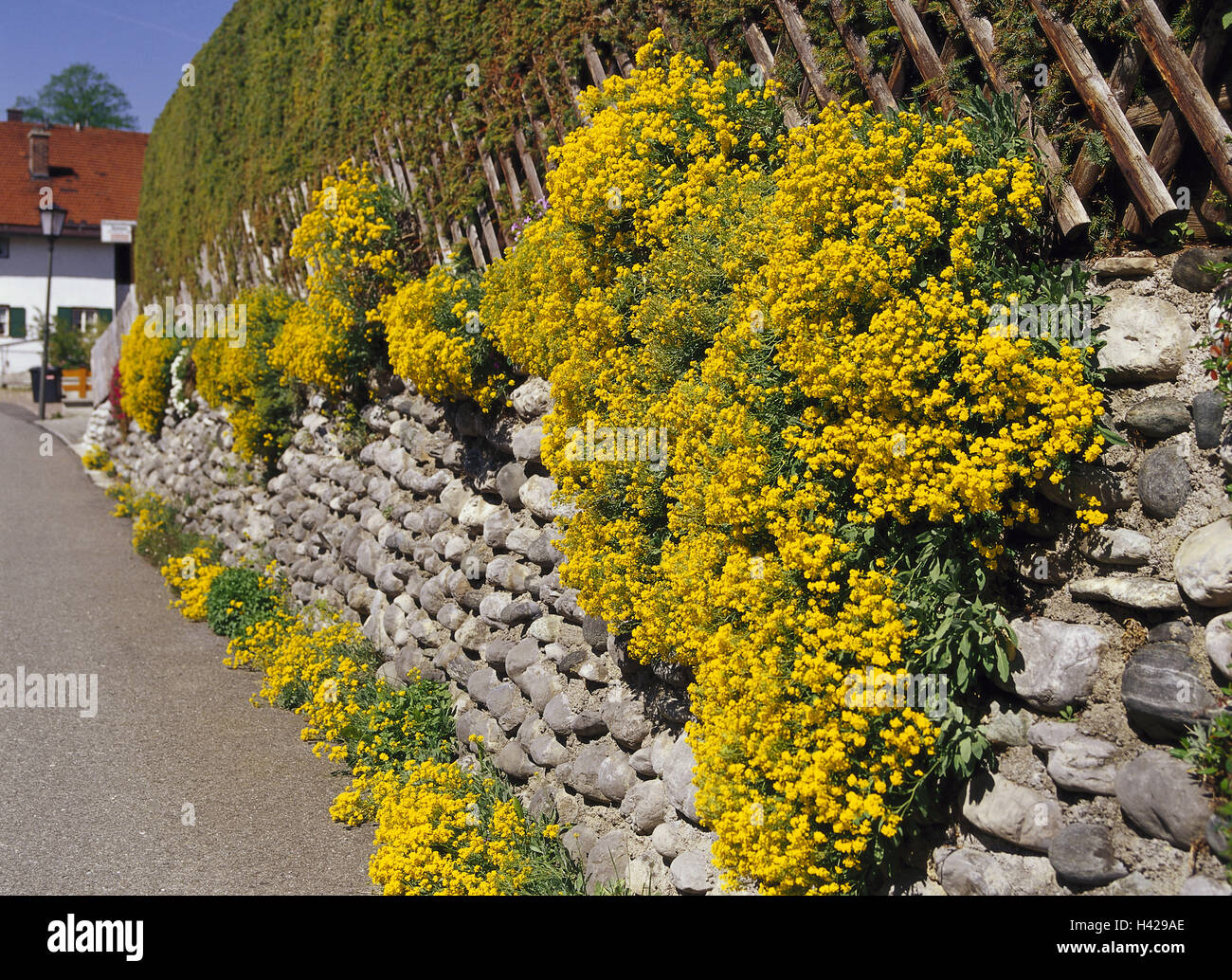 Stone defensive wall, flowers, blossom, yellow, Germany, Upper Bavaria, embankment region, place